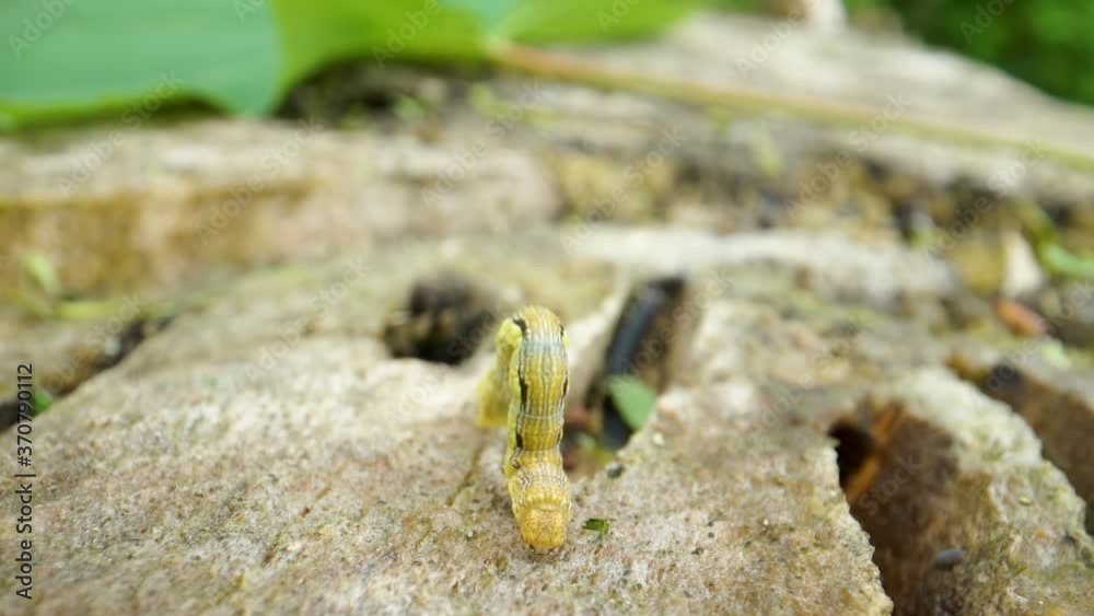 31095_A_bending_yellow_caterpillar_on_the_tree.mov 31095_A_bending_yellow_caterpillar_on_the_tree.mov
