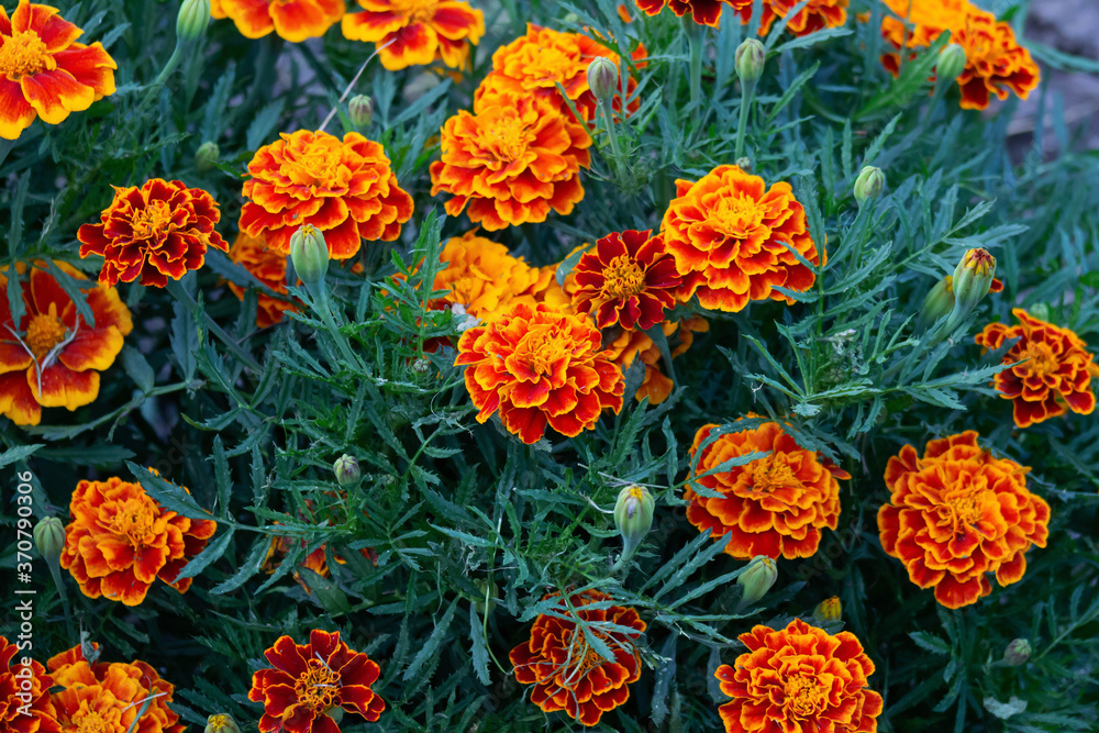 bright juicy marigolds reflect the brightness and beauty of nature