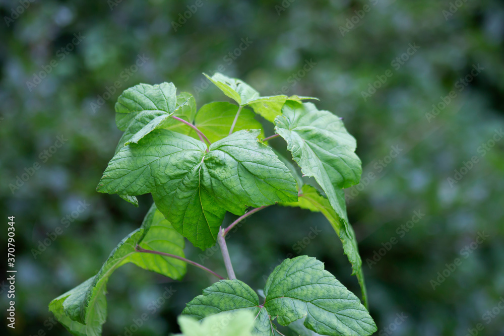 Obraz premium green juicy currant leaves in the garden