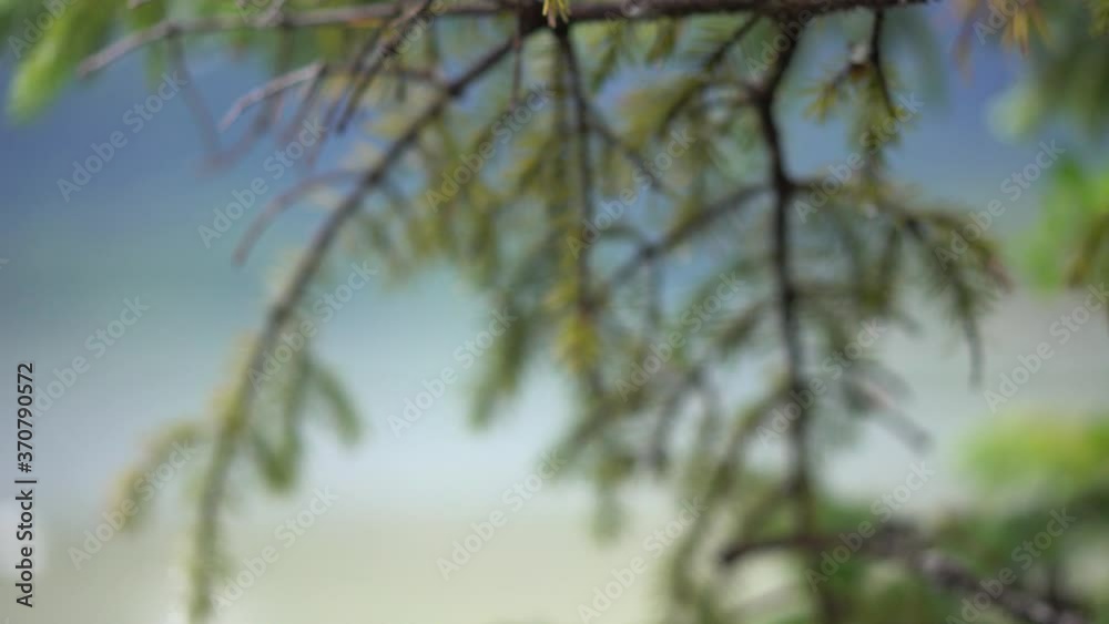 tree branches in a lush green forest tree branches in a lush green forest