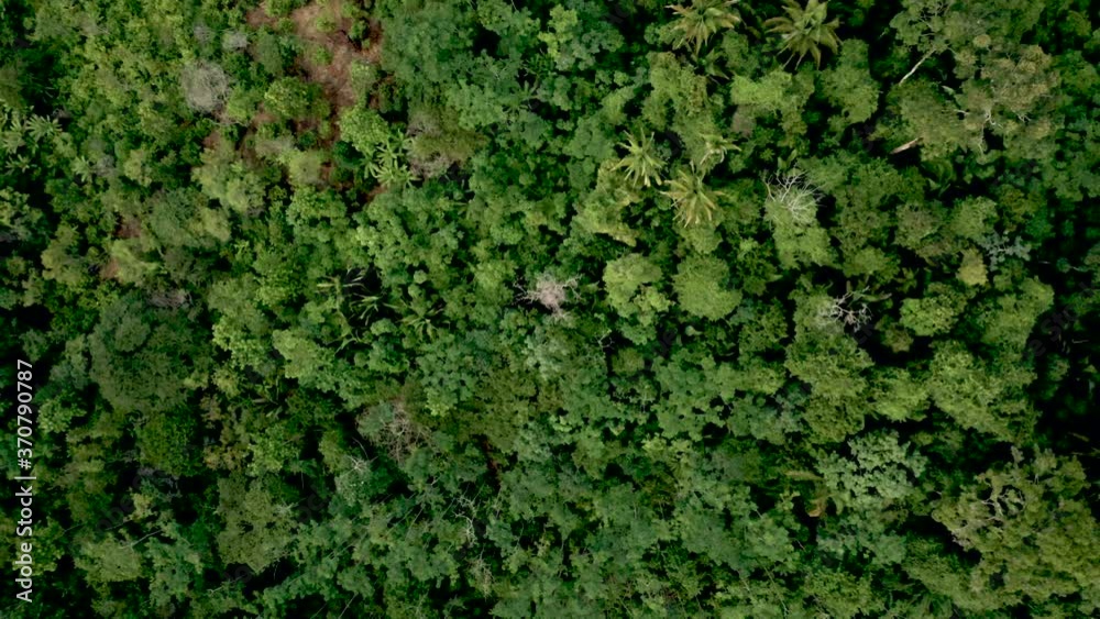 Aerial view of a cocoa plantation with agroforestry techniques provided by NGOs to increase smallholder production and curb deforestation in the Brazilian Amazon Aerial view of a cocoa plantation with agroforestry techniques provided by NGOs to increase smallholder production and curb deforestation in the Brazilian Amazon