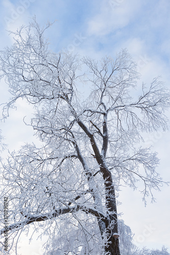 Wallpaper Mural Trees covered in frost snow at winter Torontodigital.ca