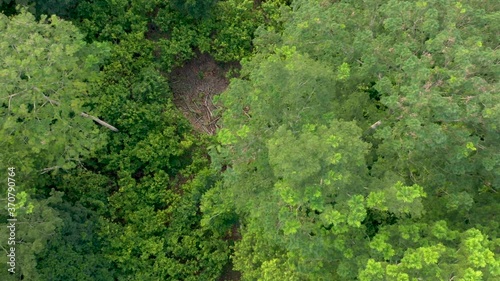Wallpaper Mural Top view of a cocoa plantation with agroforestry techniques provided by NGOs to increase smallholder production and curb deforestation in the Brazilian Amazon Torontodigital.ca