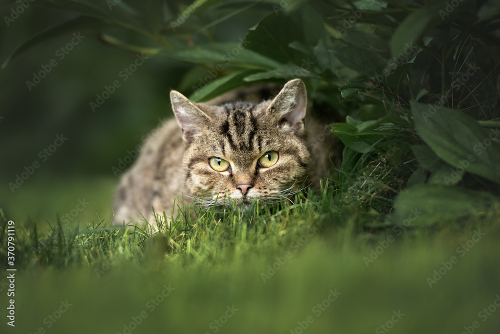 beautiful young tabby cat portrait outdoors in summer