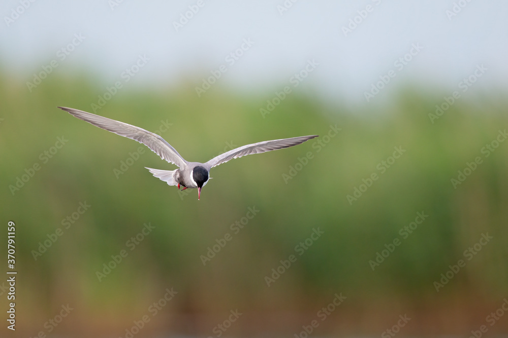 Whiskered tern (Chlidonias hybrida) in flight full speed hunting for small insects above a lake in Germany