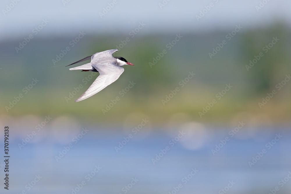 Whiskered tern (Chlidonias hybrida) in flight full speed hunting for small insects above a lake in Germany Whiskered tern (Chlidonias hybrida) in flight full speed hunting for small insects above a lake in Germany