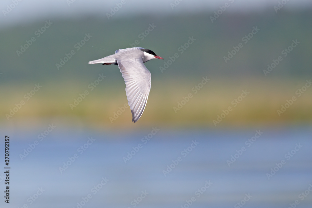 Whiskered tern (Chlidonias hybrida) in flight full speed hunting for small insects above a lake in Germany Whiskered tern (Chlidonias hybrida) in flight full speed hunting for small insects above a lake in Germany