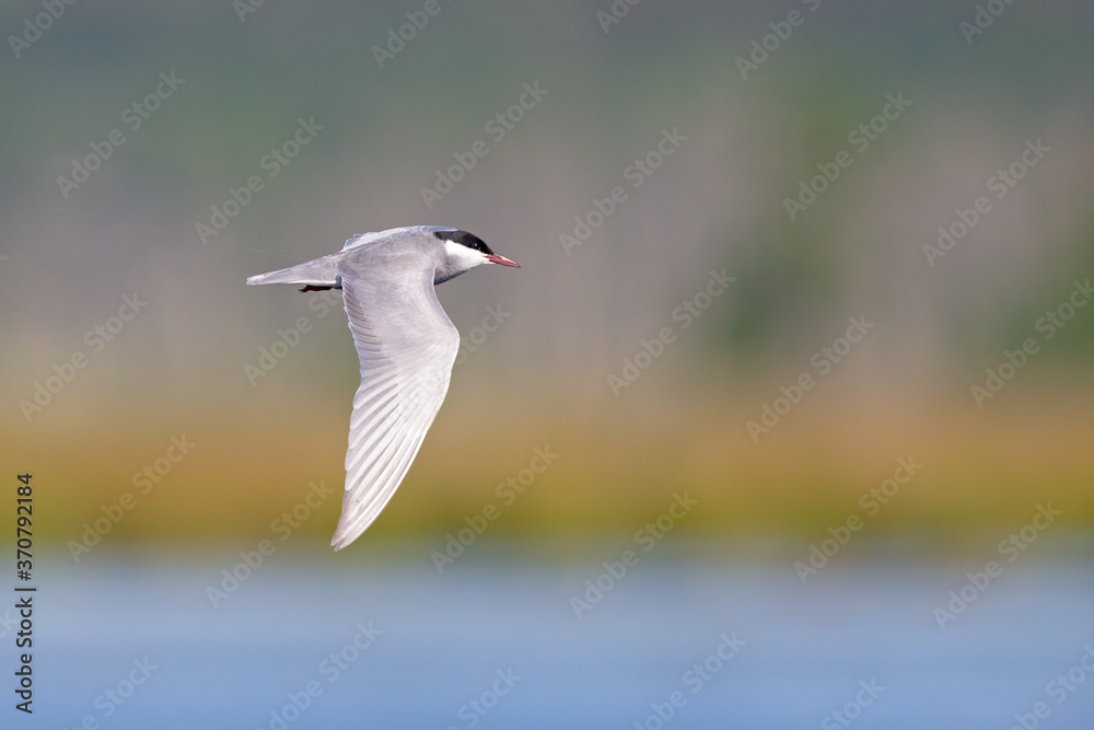 Whiskered tern (Chlidonias hybrida) in flight full speed hunting for small insects above a lake in Germany Whiskered tern (Chlidonias hybrida) in flight full speed hunting for small insects above a lake in Germany