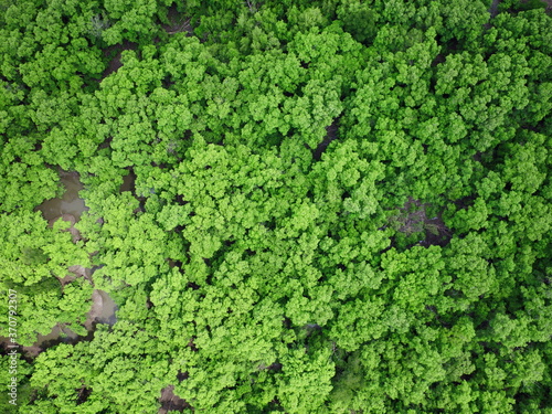 mangrove forest aerial view photography drone  © Y U K C U T E