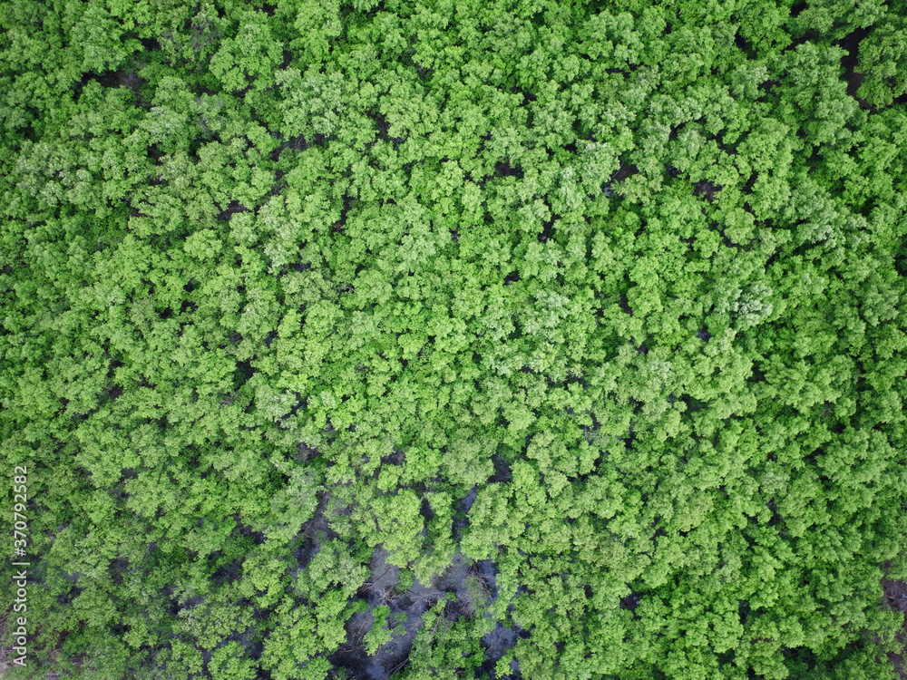 mangrove forest aerial view photography drone 