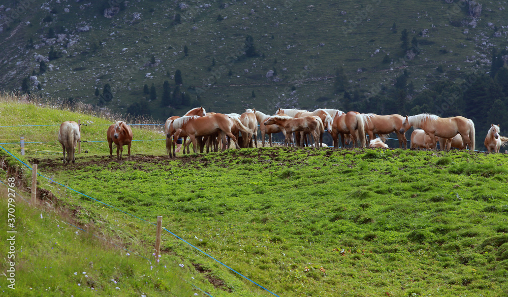 Haflinger Pferde auf der Seiser Alm Haflinger Pferde auf der Seiser Alm