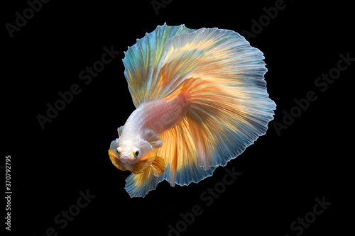 Beautiful betta fish or fighting fish moving moment of colourful half moon tail isolated on black background © Mizkit
