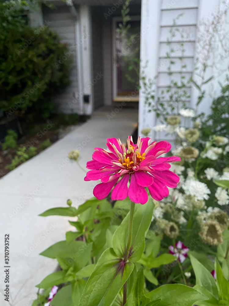 Fototapeta premium Pink flower close up in front yard. strong independent Pinkish purple flower. grown up from seed during quarantine. Hope exists even in tough times.