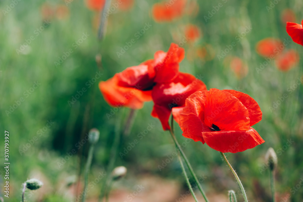 Fototapeta premium Field of bright red poppy flowers. Summer time. Background with copy space. Blooming poppies garden. Colorful meadow