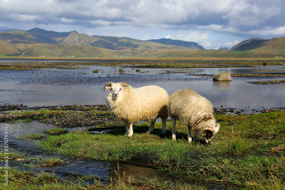 Obraz premium sheep - Iceland