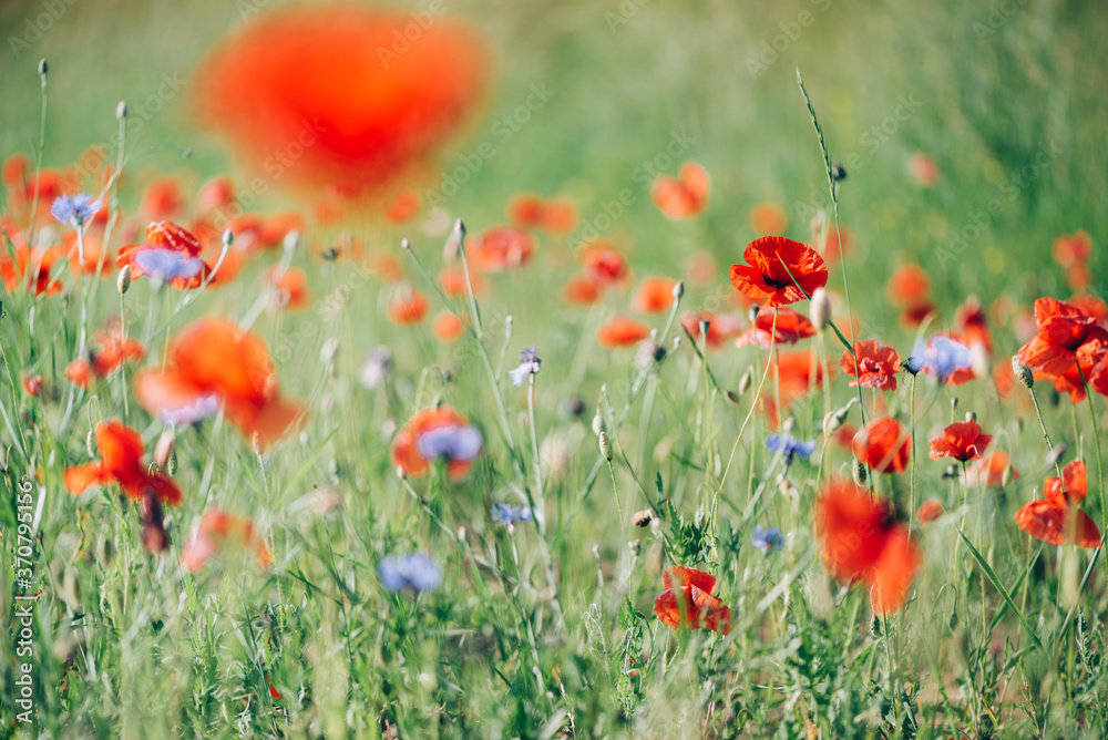 Obraz premium Field of bright red poppy flowers. Summer time. Background with copy space. Blooming poppies garden. Colorful meadow