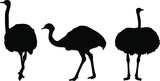 ostrich silhouette vector