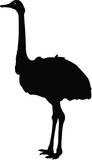 illustration of an ostrich