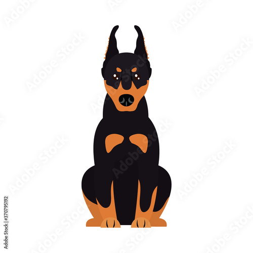 cartoon doberman dog icon, flat style
