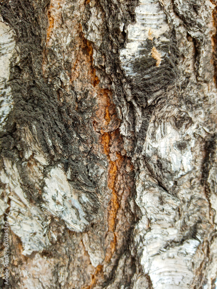 The textured bark of an adult birch, close-up from a city park in the spring. The textured bark of an adult birch, close-up from a city park in the spring.