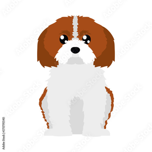 cavalier dog icon, flat style