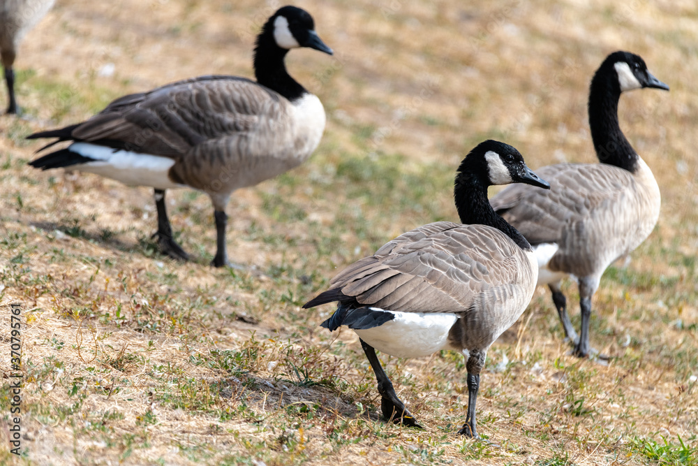 Group of Canada Geese (Branta canadensis) Group of Canada Geese (Branta canadensis)