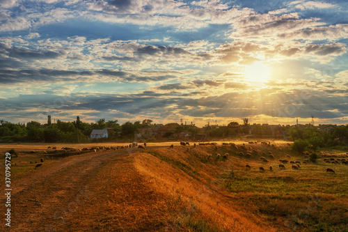 Sunset, sunrise with sunbeams in the village, village road and flock of sheep