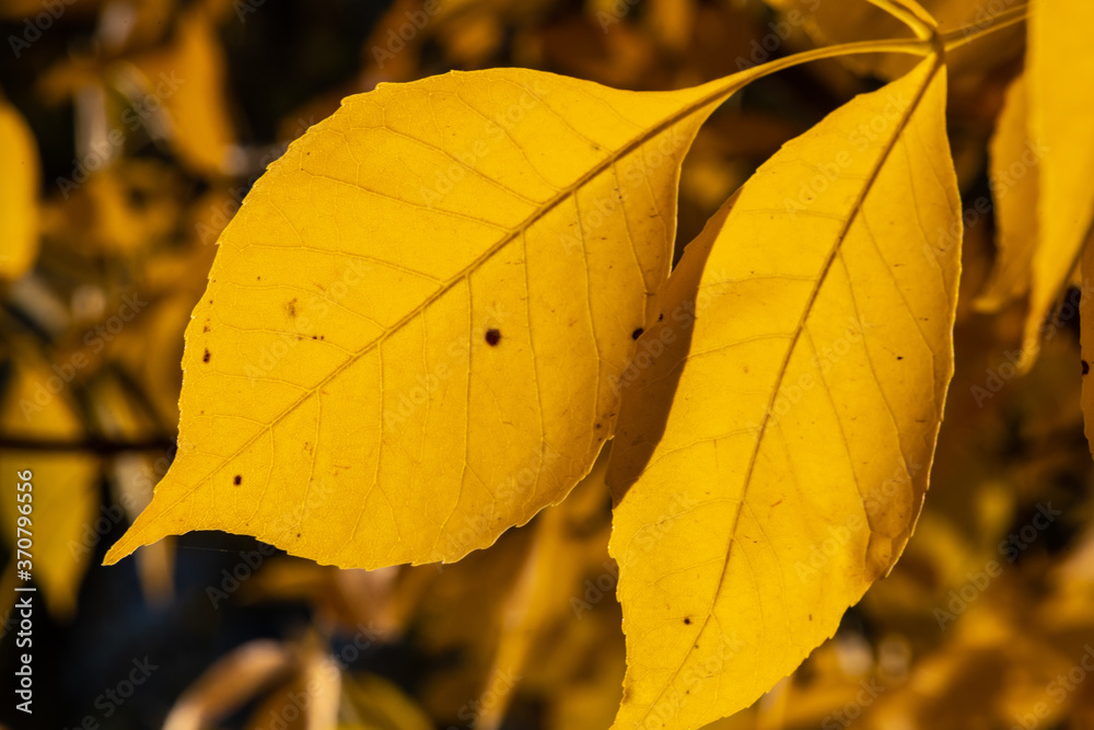 Obraz premium Yellow Leaves Early in Fall