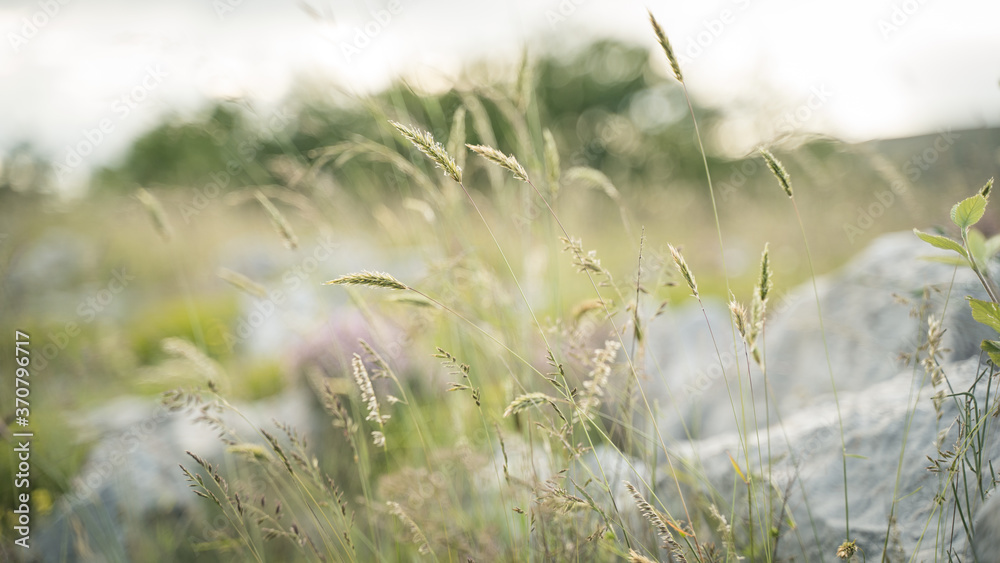 Obraz premium fleur dans les champs