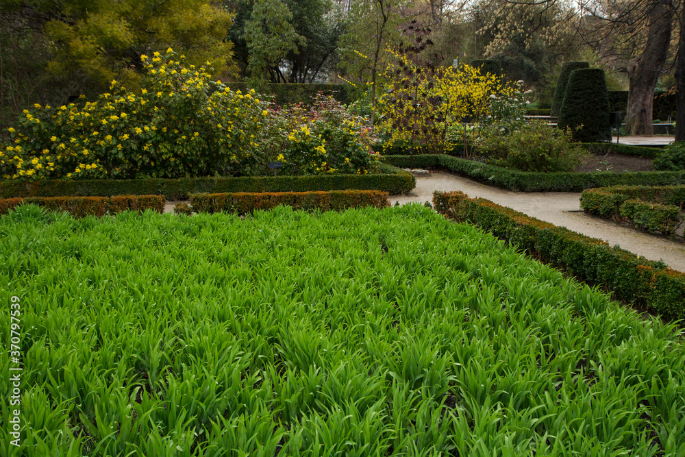 Obraz premium The park. Landscaping and design. View of the plant beds and yellow blooming flowers in the background. 