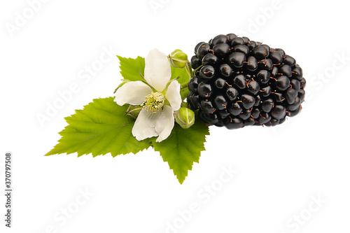 ripe blackberry with leaf and flower with buds