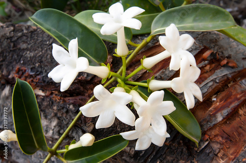 blooming madagascar jasmine stephanotis in nature