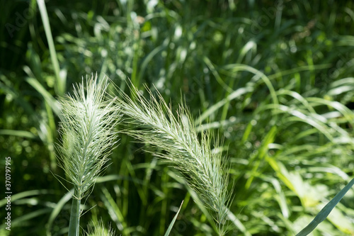 Prairie grass seed heads in the sun