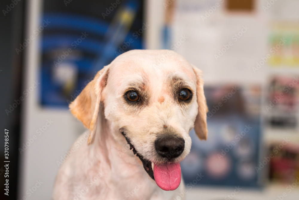 adult dog mixed breed with a small tick on his nose at the veterinary clinic adult dog mixed breed with a small tick on his nose at the veterinary clinic
