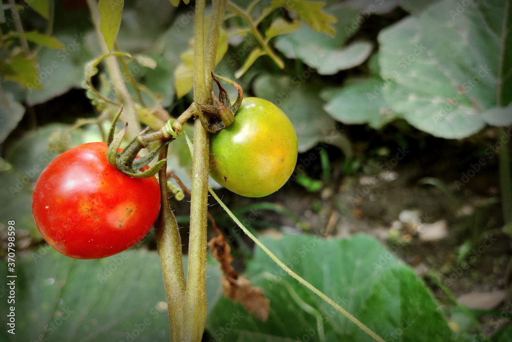 red and green tomatoes on the vine,tomatoes growing on a vine. red and green tomatoes on the vine,tomatoes growing on a vine.
