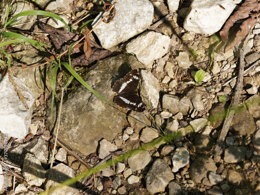 (Limenitis camilla) Le Petit sylvain posé au sol face dorsale, coloration contrastée entre fond noir, marron foncé et cellules ou ligne de taches blanches (Limenitis camilla) Le Petit sylvain posé au sol face dorsale, coloration contrastée entre fond noir, marron foncé et cellules ou ligne de taches blanches