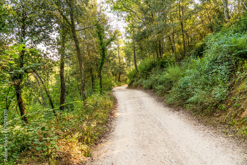 Path in the forest in the natural park of  Massis de les Gavarres .