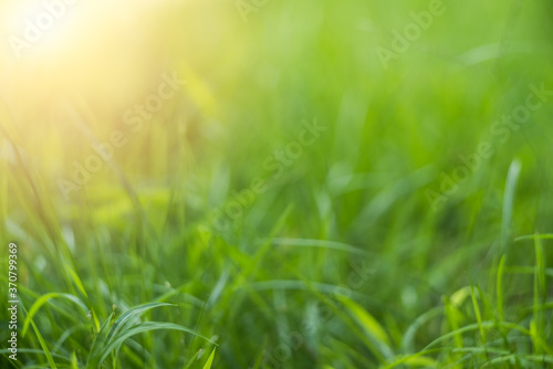 Green Abstract bokeh from nature background