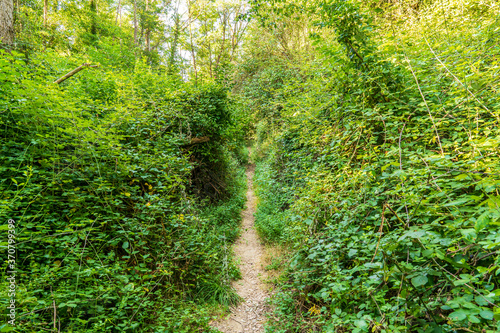 Small path through the undergrowth in  Massis de les Cadiretes .