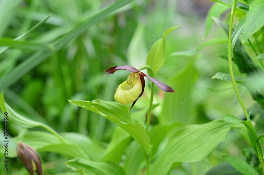 ladyes slipper during the flowering period ladyes slipper during the flowering period