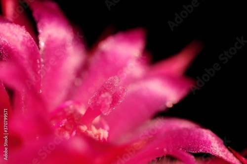 Small pink cactus flower in high magnification on a dark background. Macro.