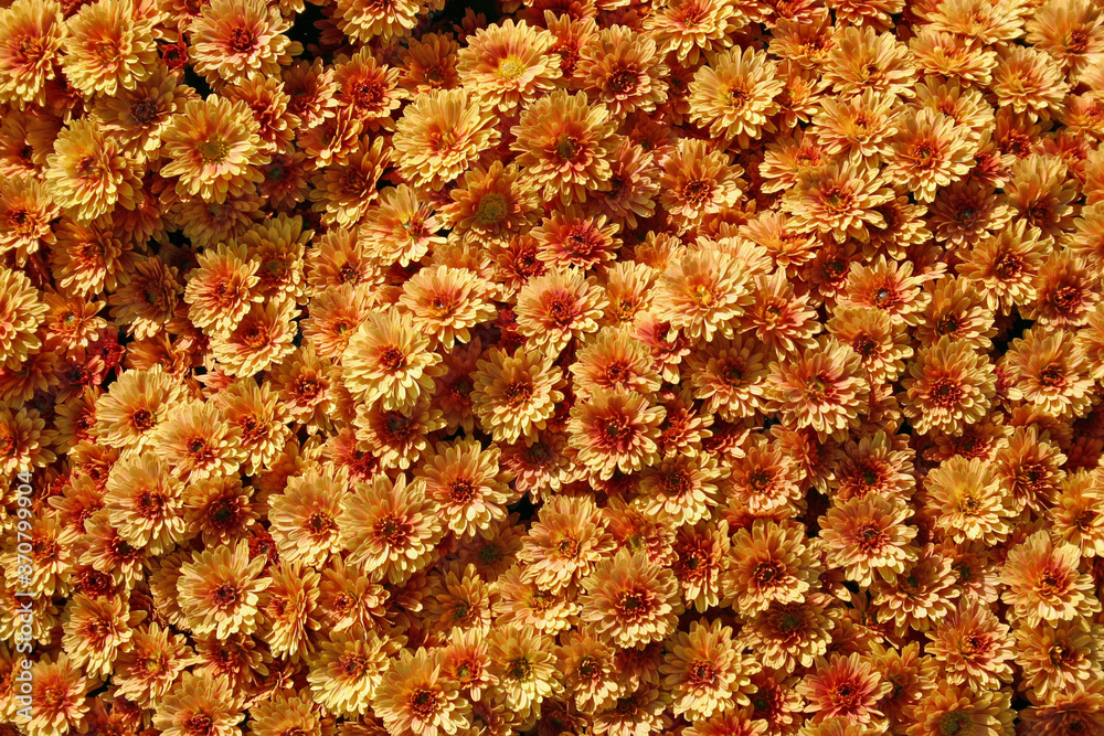 Orange Mums Orange Mums