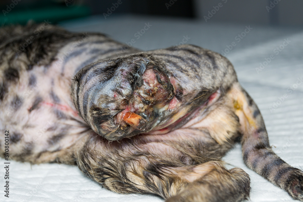 photo of a kitten with the back leg and tail destroyed, before surgery