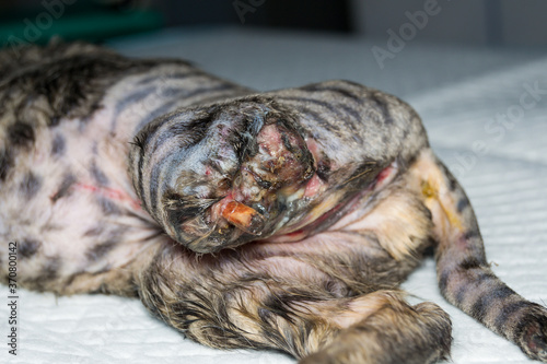 photo of a kitten with the back leg and tail destroyed, before surgery