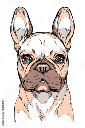 Cute french bulldog sketch. Vector illustration