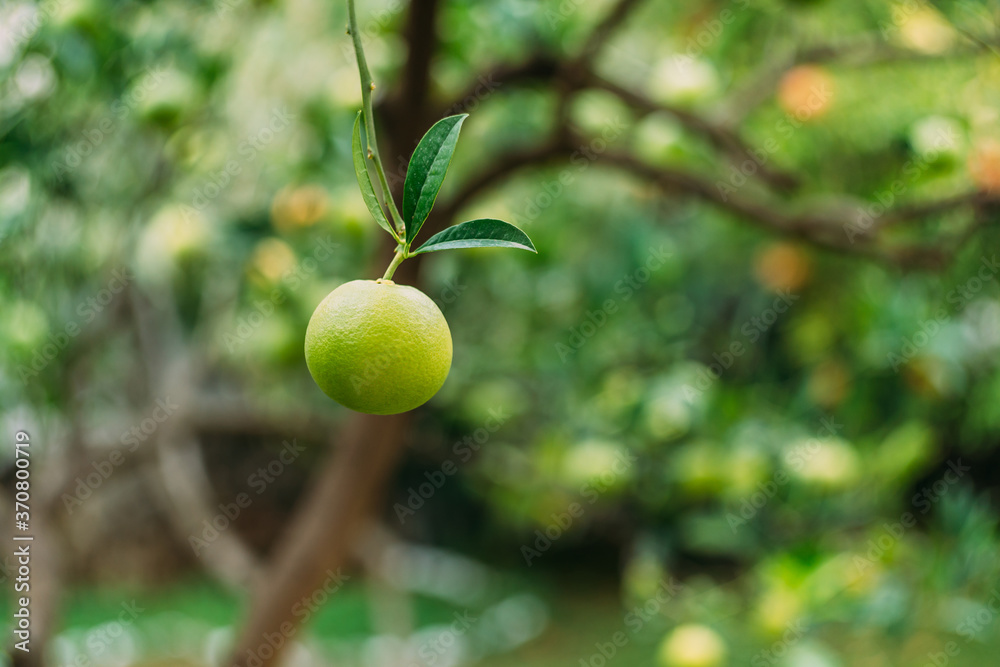 Close-up of one green tangerine on a tree branch with green foliage.