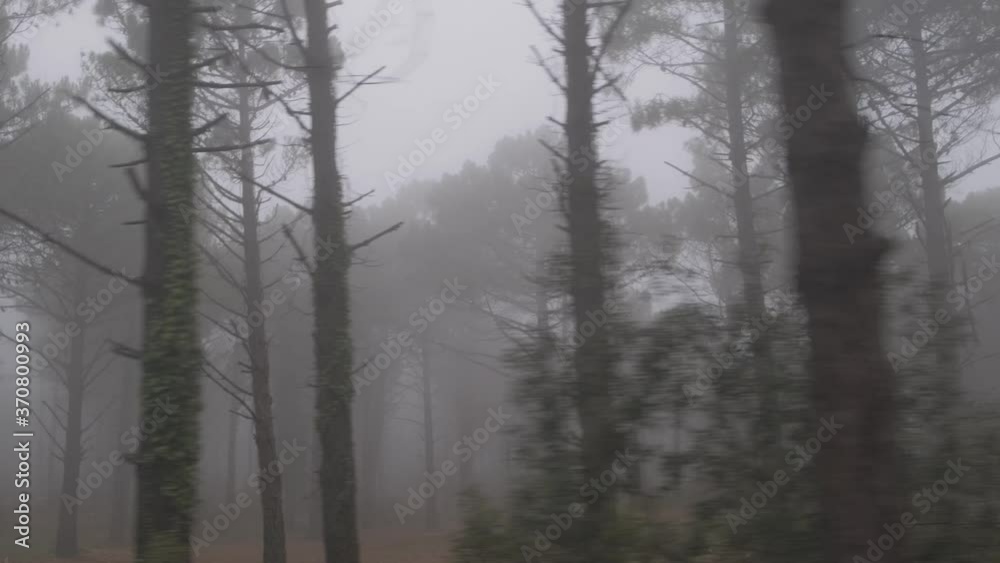 Green forest full of trees, pines, plants on a foggy day in autumn in Catalonia Green forest full of trees, pines, plants on a foggy day in autumn in Catalonia