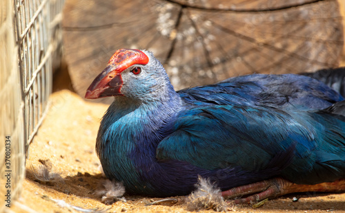 A blue bird with a large beak. © schankz