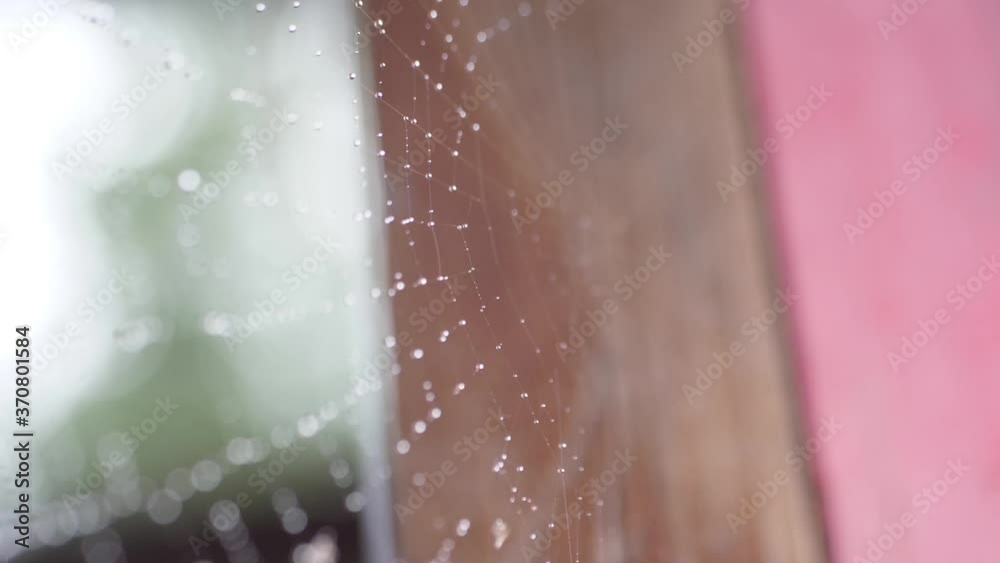 water droplets on top of cobweb water droplets on top of cobweb