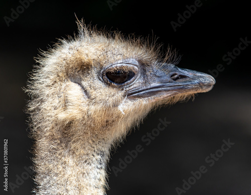 Portrait of an ostrich at the zoo.